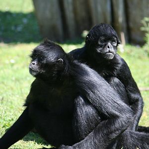 Columbian black-faced spider monkeys