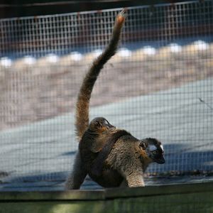 Red-fronted lemur and youngster