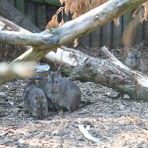 Long-nosed potoroo family