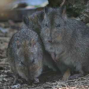 Long-nosed potoroo
