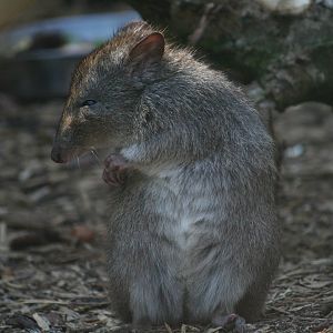 Long-nosed potoroo