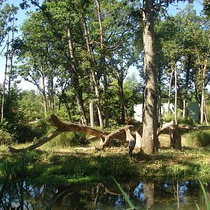Gorilla, Guereza and Schmidt's Red-Tailed Monkey island
