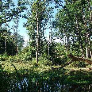 Gorilla, Guereza and Schmidt's Red-Tailed Monkey island