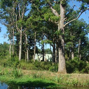 Gorilla, Guereza and Schmidt's Red-Tailed Monkey island