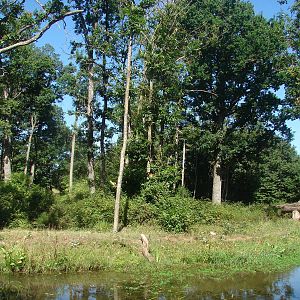 Gorilla, Guereza and Schmidt's Red-Tailed Monkey island