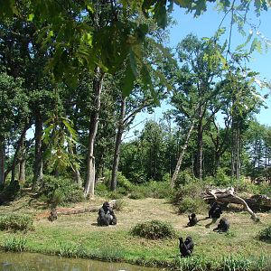 Gorilla, Guereza and Schmidt's Red-Tailed Monkey island