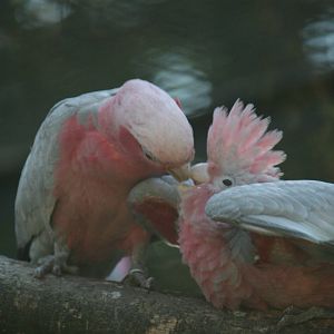 Rosette cockatoo