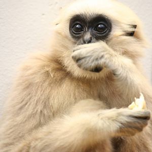 Pileated gibbon youngster
