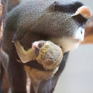 DeBrazza's guenon and youngster
