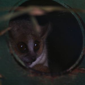 Grey mouse lemur