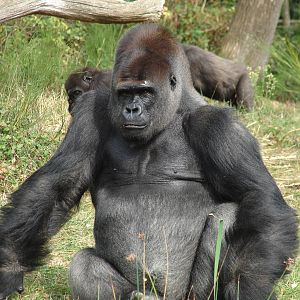 Western lowland gorilla (Gorilla gorilla gorillaà
