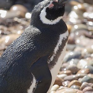 Magellanic penguin