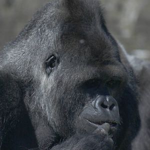 Western lowland gorilla