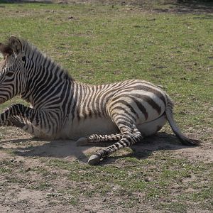 Hartmann's mountain zebra foal