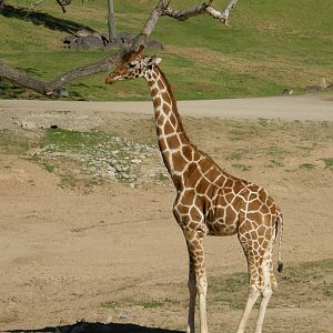 reticulated giraffe
