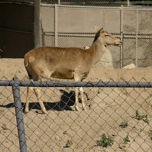 barbary deer