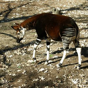 okapi