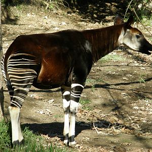 okapi