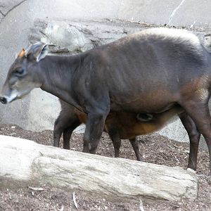 yellow backed duiker