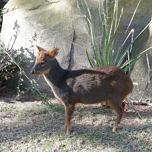 pudu