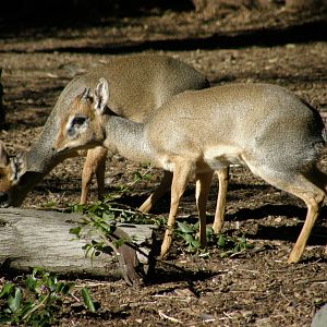 dik dik