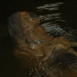 Indian Rhino in Water - Rhinos of Nepal House