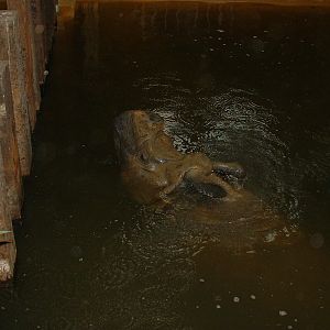 Indian Rhino in Water - Rhinos of Nepal House