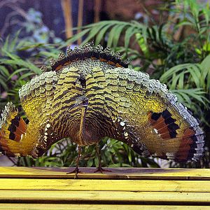Zoo Barcelona - Sunbittern