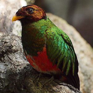 Zoo Barcelona - Golder-headed quetzal