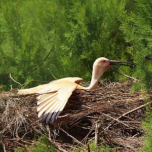 Zoo Barcelona - Scarlet ibis