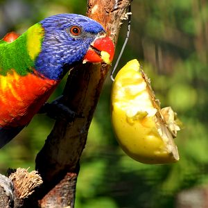 Rainbow Lorikeet