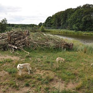 Arctic Wolf Enclosure