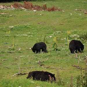 Black Bear Enclosure