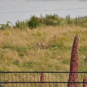 Cheetah Enclosure