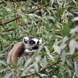 Ring Tailed Lemur