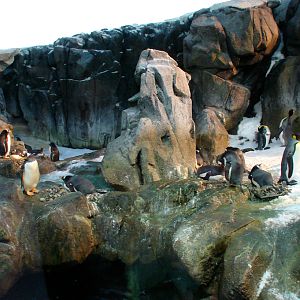 Penguins Enclosure