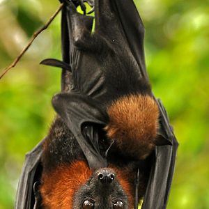 Lyle's Flying Fox