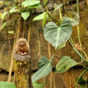 Pygmy Marmoset