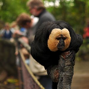 White Headed Saki