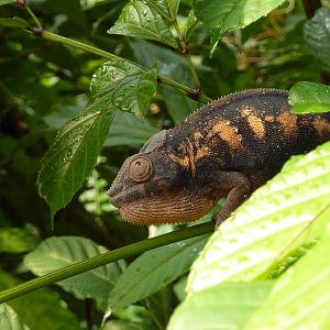 Chameleon in Masoala