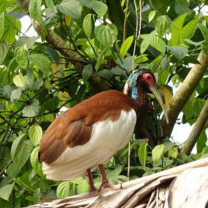Madagascar crested ibis in Masoala