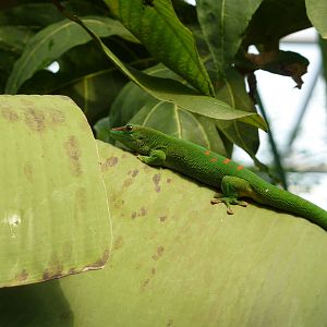 Green day gecko in Masoala