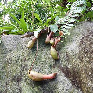 Pitcher plants in Masoala