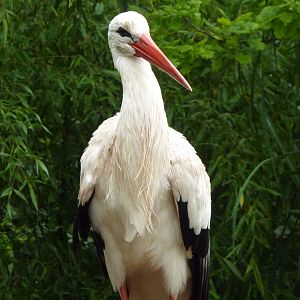 White stork