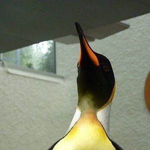 King penguin