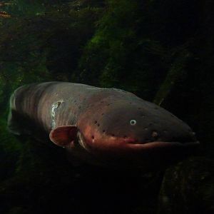 Electric eel