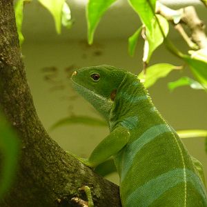 Fiji banded iguana