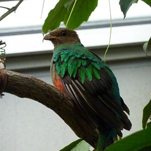 Golden-headed quetzal