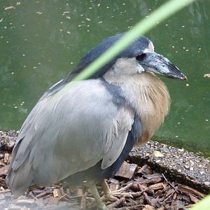 Panama boat-billed heron