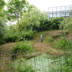 Shoebill outdoor enclosure
